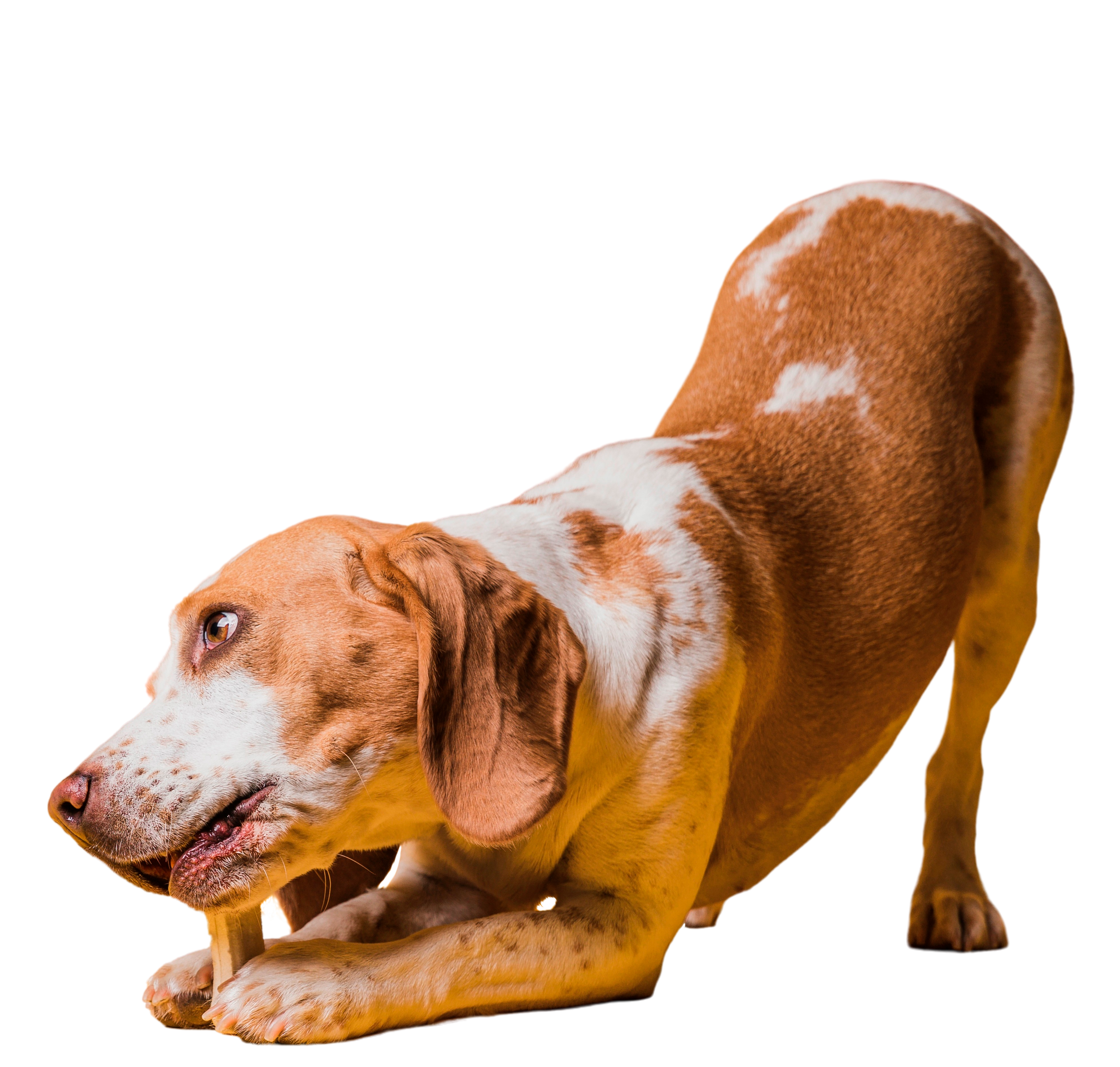 Happy dog